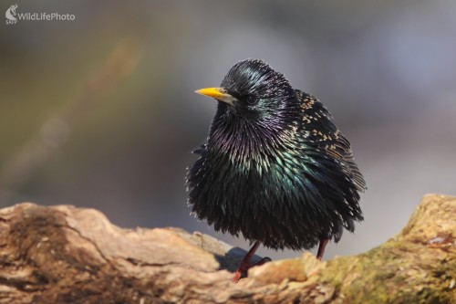 Čierny drahokam, Vladimír Michalec