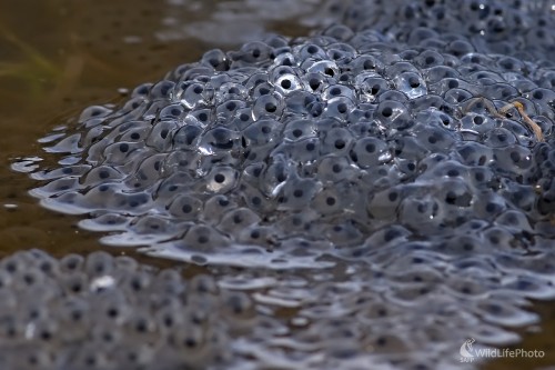 Skokan hnedý, Maroš Detko