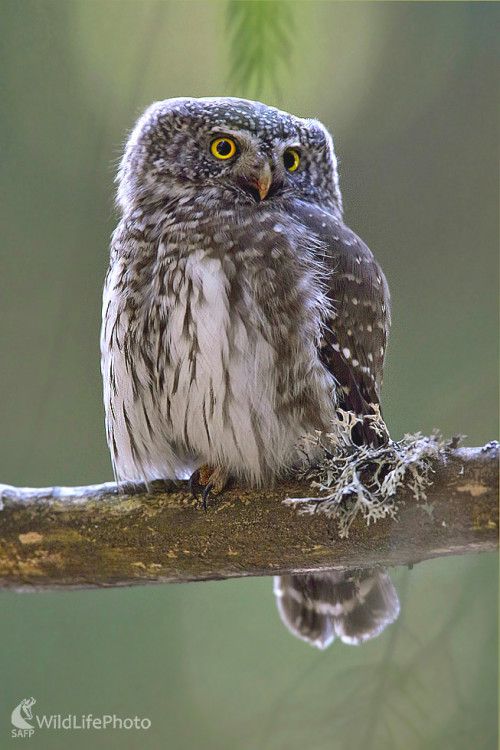 Kuvičok vrabčí, Dominik Kalata