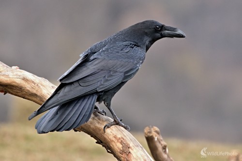 Krkavec čierny(Corvus corax), Maroš Detko