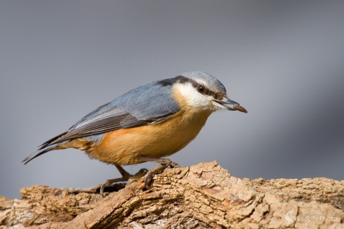 Brhlík obyčajný, Milan Fuňák