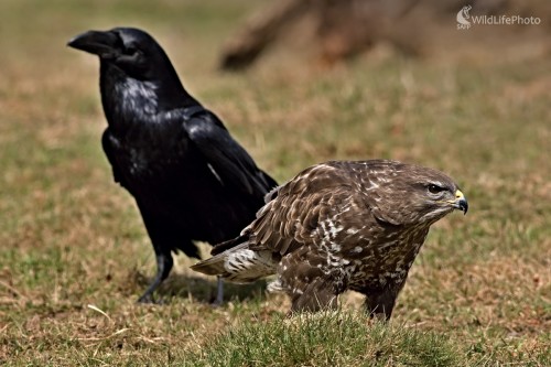 Hnedý a čierny, Maroš Detko