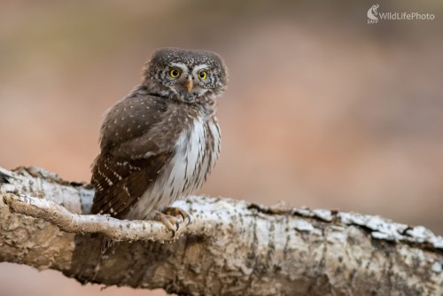 Sovička, Ľubomír Ondráško