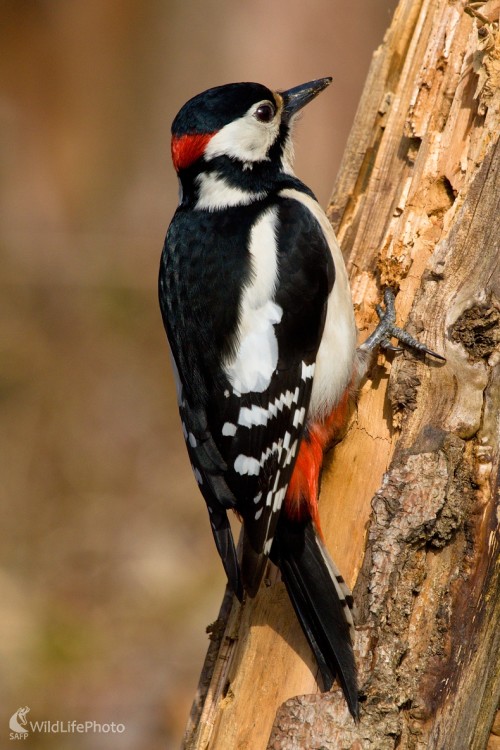 ...ďateľ..., Milan Fuňák