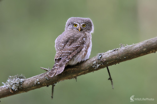 Kuvičok vrabčí, Dominik Kalata