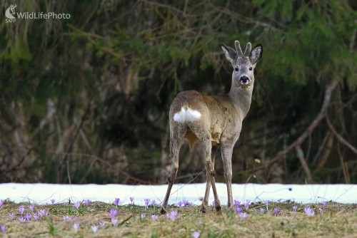 V šafranoch, Vladimír Michalec