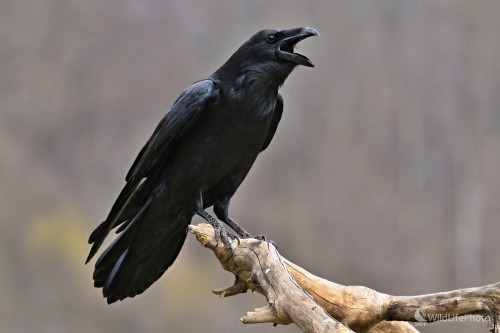 Krá...krá...(Corvus corax), Maroš Detko