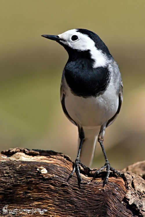 Trasochvost biely(Motacilla alba), Maroš Detko
