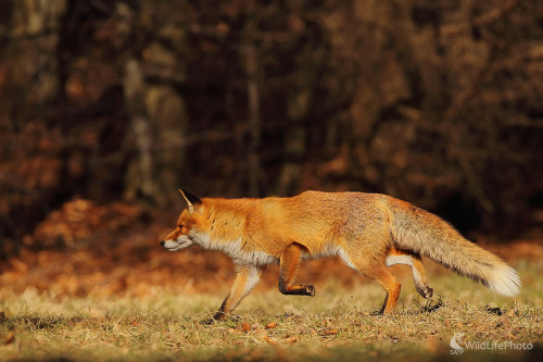 na love, Peter Jurík