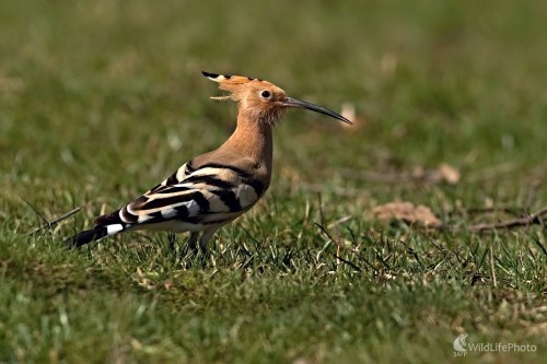 Dudok chochlatý (Upupa epops), Maroš Detko