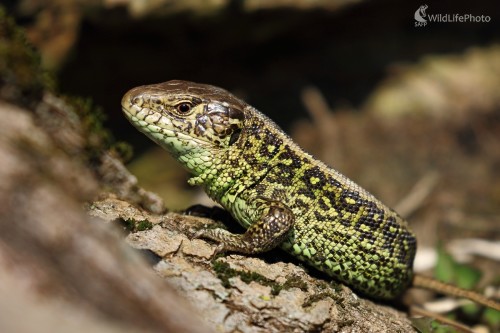 Jašterica krátkohlavá, Vladimír Michalec