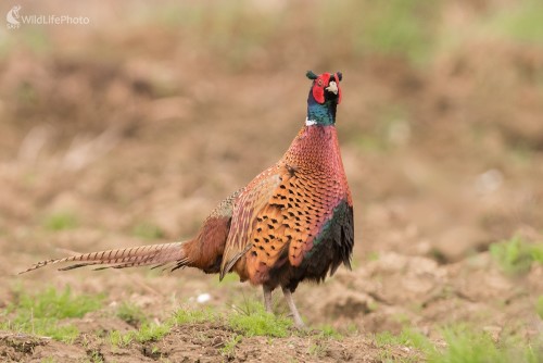 Bažant, Ľubomír Ondráško