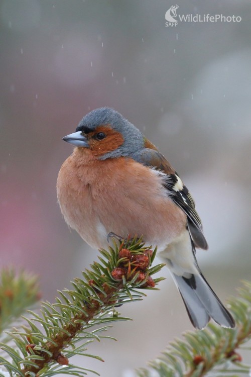 Pinka, Vladimír Michalec