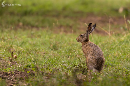 Zajac poľný (Lepus europaeus), Jaroslav Praženka