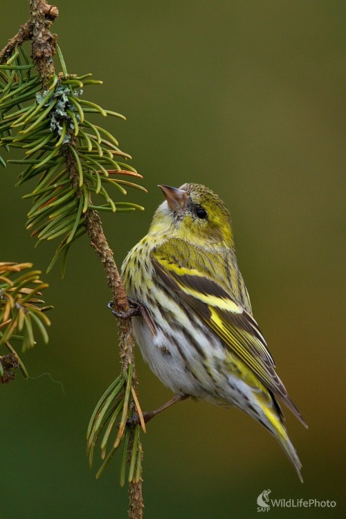 ...stehlík ..., Milan Fuňák
