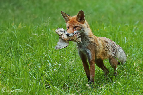 Úspešná lovkyňa, Peter Jurík