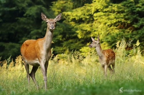 Jelenička a jelienča, Peter Jurík