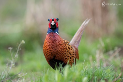 Bažant, Ľubomír Ondráško