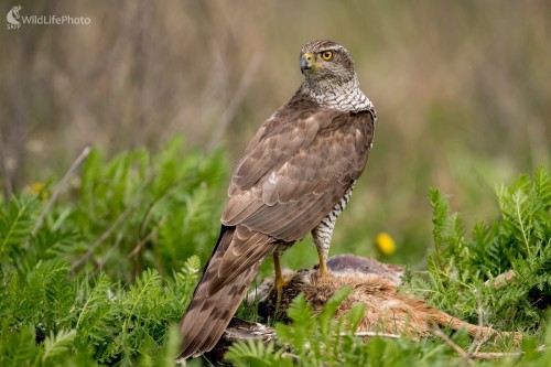 Pohľad dravca, Ľubomír Ondráško