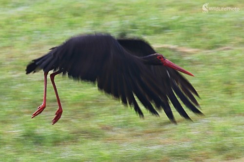 Letovka (Bocian čierny), Vladimír Michalec