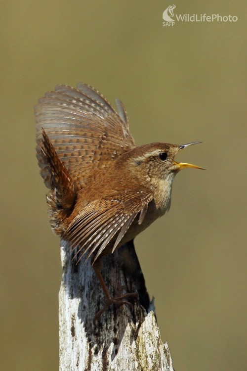 Roztúžený oriešok, Vladimír Michalec