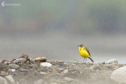 V daždi (trasochvost žltý), Vladimír Michalec
