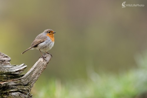 Červienka, Ľubomír Ondráško
