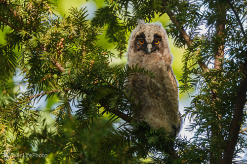 Myšiarka ušatá (Asio Otus), Jaroslav Praženka