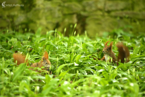 Na medvedom cesnaku, Pavol Bukovan
