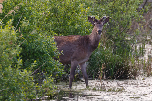 Jeleň lesný (Cervus elaphus), Jaroslav Praženka