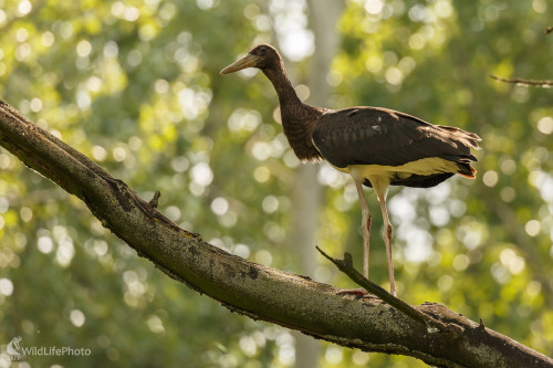 bocian čierny  (Ciconia nigra), Jaroslav Praženka