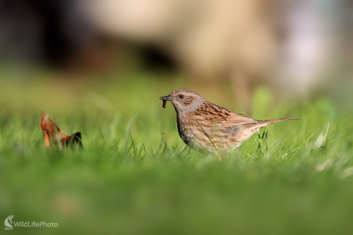 Vrchárka modrá, Dominik Kalata