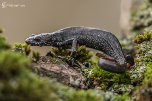 Mlok dunajský (Triturus dobrogicus), Jaroslav Praženka