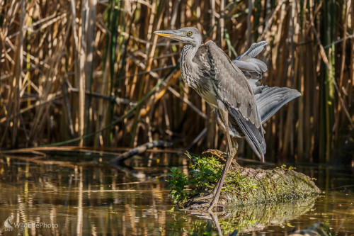 volavka popolavá (Ardea cinerea) , Jaroslav Praženka