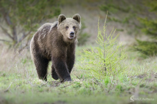 Medveď hnedý, Dominik Kalata