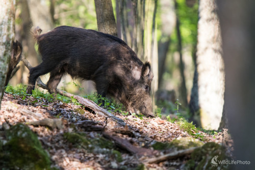 Kanček, Martin Vondra