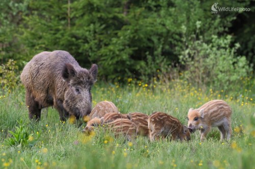 Diviačia rodinka, Vladimír Michalec