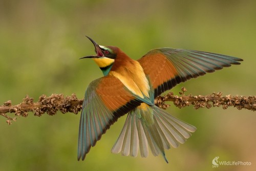 Tu bývam ja!, Ľubomír Ondráško