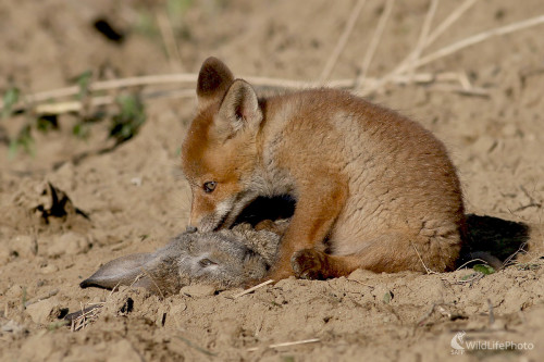 Hodovanie, Dominik Kalata