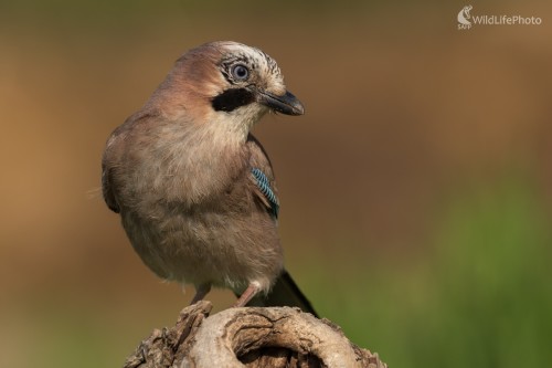 Sojka, Ľubomír Ondráško