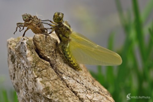 Práve vyliahnutá, Maroš Detko
