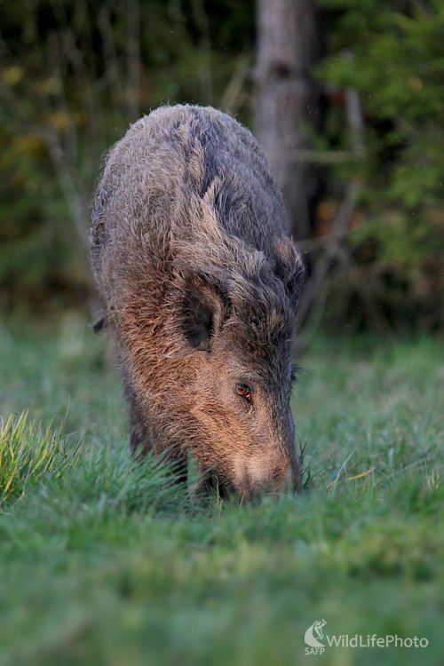 Diviak lesný, Dominik Kalata