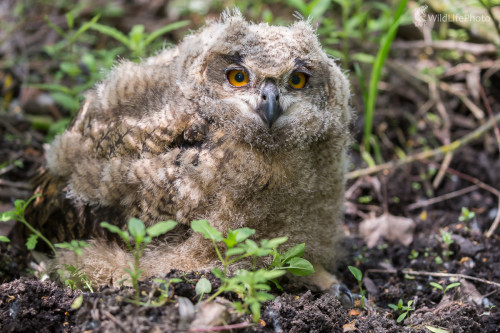 výr skalný (Bubo bubo) , Jaroslav Praženka