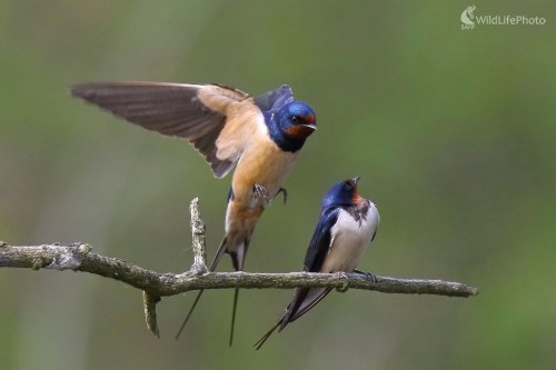 Lastovičky, Vladimír Michalec