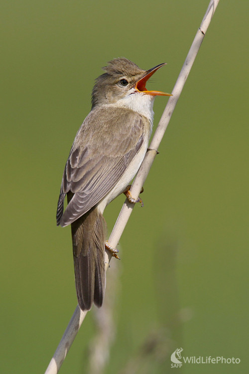 Trsteniarik obyčajný, Dominik Kalata