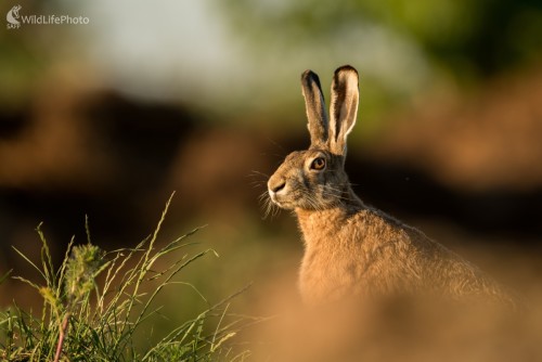 Zajko, Ľubomír Ondráško