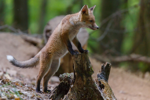 Líška hrdzavá (Vulpes vulpes), Jaroslav Praženka