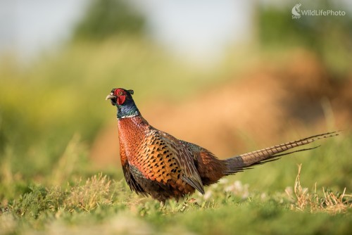 Kohút, Ľubomír Ondráško