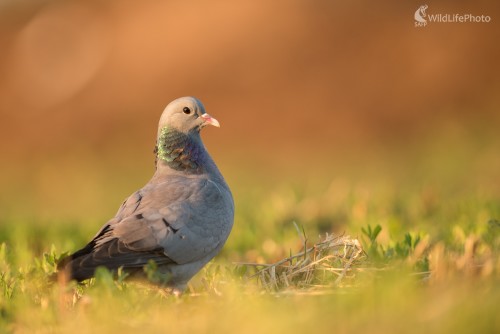 Holub, Ľubomír Ondráško