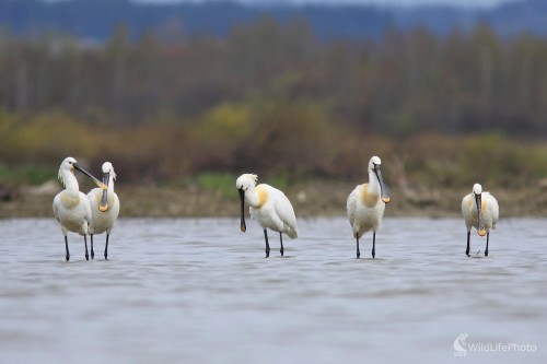 Lyžičiare, Vladimír Michalec